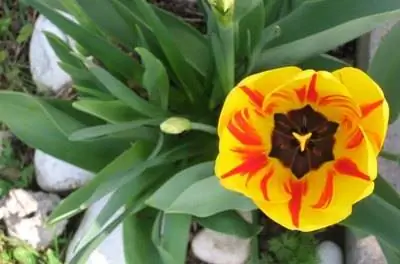 Как посадить тюльпаны в феврале