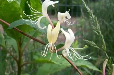 Лучшие бордюрные кустарники