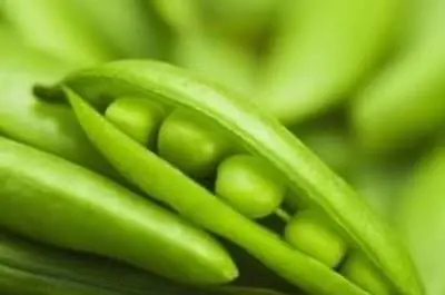 Как отличить горох & English Peas