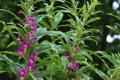 Как вырастить кипрей