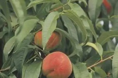 Желтые листья на персиковых деревьях