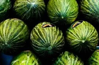 Разные виды арбузов