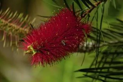 Карликовые растения для бутылочек