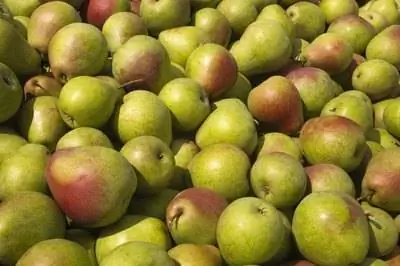 Когда опрыскивать грушевые деревья?