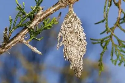 Гусеницы, поедающие вечнозеленые кусты