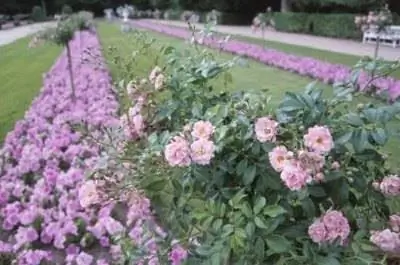 Лучшие растения-компаньоны для роз