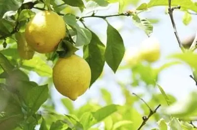 Борьба с белокрылкой на цитрусовых деревьях