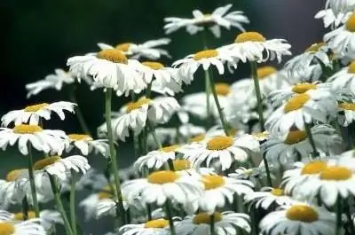 Как обрезать аргирантему Frutescens