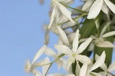 Родные лозы Арканзаса