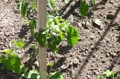 Как поливать фасоль