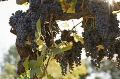 Виноградная лоза & Курчавость листьев