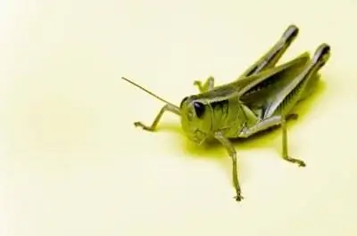 Повреждение роз кузнечиком