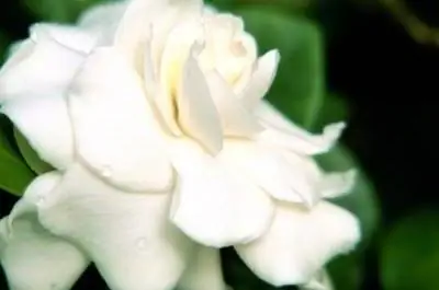 Желтые листья & Коричневые пятна на гардениях