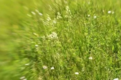 На моей траве белые пятна