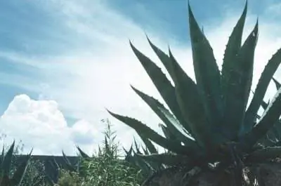 Плюсы & Минусы нектара агавы