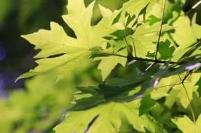 Как часто следует поливать только что посаженный клен?