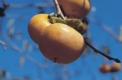 Нужно ли опылять хурму?