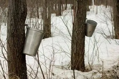 Список клёнов лиственных пород