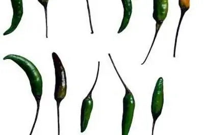 Когда собирать драконий перец