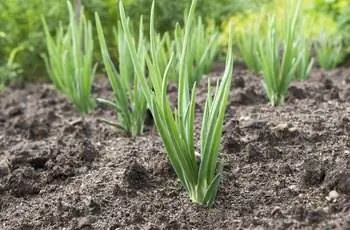 Крупный план луковых растений в саду