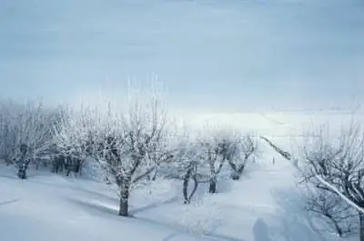 Ремонт яблони из-за повреждения коры кроликами