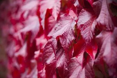 Как отличить Virginia Creeper & Женьшень
