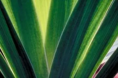 Длиннолистные растения