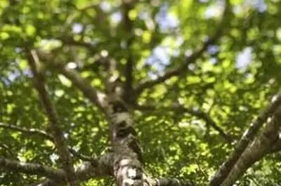 Каковы функции эндодермы корня?