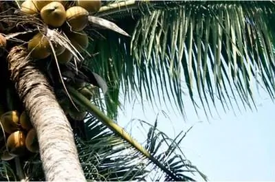 Факты о какао-пальме