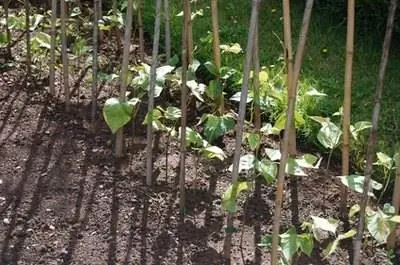 Растения фасоли, которые растут быстрее всего