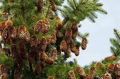 Факты о ели европейской