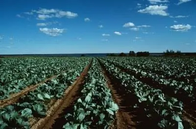 Преимущества фунгицидов