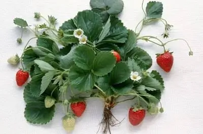 В чем разница между июньской и вечноплодной клубникой?