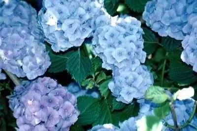 Как победить церкоспору в гортензии