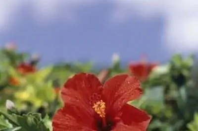 Как вылечить плесень на гибискусе