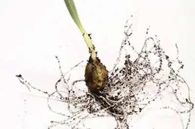 Части растения чеснока