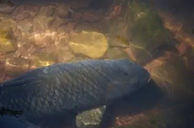 Как избавиться от белого амура