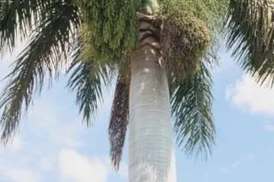 Обрезка королевских пальм