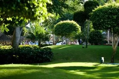 Убивает ли кальцинированная сода мох?