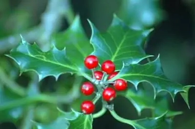 Как создать пейзаж с кустами падуба