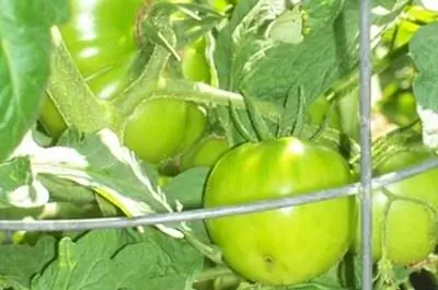 Как ухаживать за растениями томатов зимой