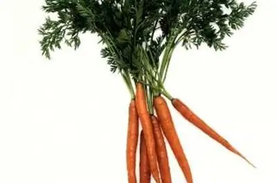 Как вырастить морковь с помощью аэропоники
