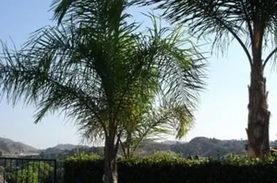 Различные виды пальм во Флориде