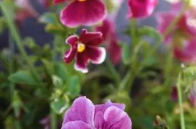 Могут ли анютины глазки Snapdragons & выдержать зимние морозы?