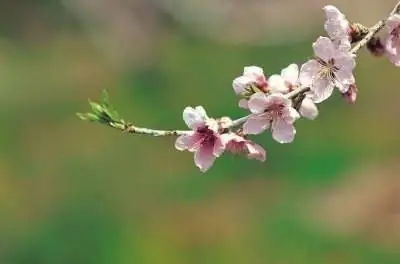 Самоопыляющиеся вишневые деревья, которые хорошо растут в Южной Калифорнии