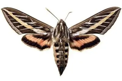 Листья лунного цветка желтые