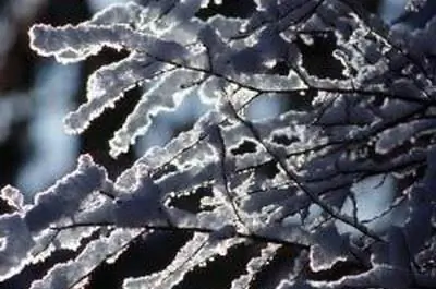 Когда обрезать розы в Кентукки