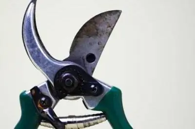 Как остановить рост корней деревьев