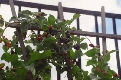Как обрезать черную атласную ежевику