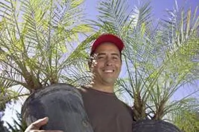 Удобрение карликовых финиковых пальм